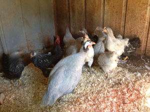 New chicks are getting acquainted with the guinea. He moved from right to left for several moments before he got bored. 