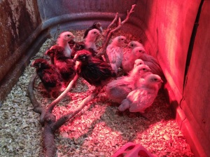 Baby chickens under a heat lamp in January 22, 2013
